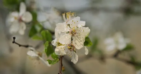 Blooming cherry plum tree with beautiful flowers close-up. Prunus cerasifera Vídeos de archivo 162567858