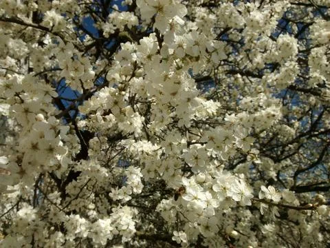 Blooming cherry plum tree branches Stock Photos