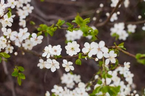 Blooming Cherry plum tree in spring day Stock Photos