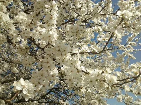 Blooming cherry plum tree. Sunny day light Stock Photos