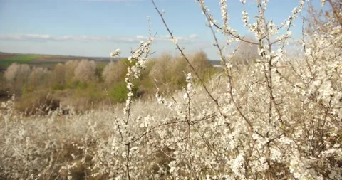 Blooming cherry, plum trees. Blooming apple tree. White flowers in spring Stock Footage 151590367