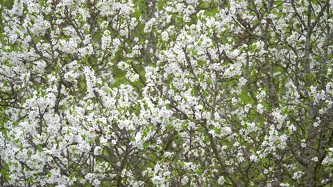 Blooming cherry, plum trees. Blooming apple tree. White flowers in spring. Be Stock Footage 152581708