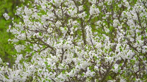 Blooming cherry, plum trees. Blooming apple tree. White flowers in spring. Be Stock Footage 152581921