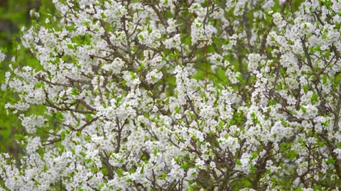 Blooming cherry, plum trees. Blooming apple tree. White flowers in spring. Be Stock Footage 152582039