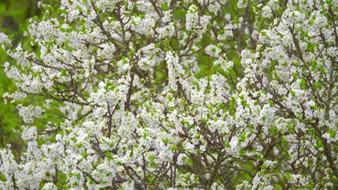 Blooming cherry, plum trees. Blooming apple tree. White flowers in spring. Be Stock Footage 152582061