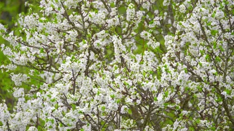 Blooming cherry, plum trees. Blooming apple tree. White flowers in spring. Be Stock Footage 152582144