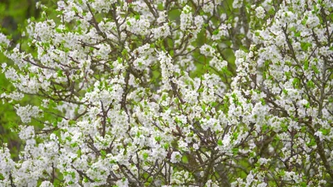 Blooming cherry, plum trees. Blooming apple tree. White flowers in spring. Be Stock Footage 152582165