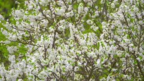 Blooming cherry, plum trees. Blooming apple tree. White flowers in spring. Be Stock Footage 152582200