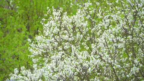 Blooming cherry, plum trees. Blooming apple tree. White flowers in spring. Be Stock Footage 152582258