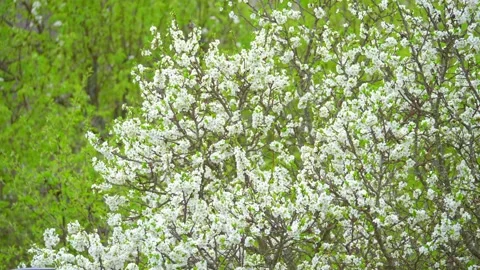 Blooming cherry, plum trees. Blooming apple tree. White flowers in spring. Be Stock Footage 152582391
