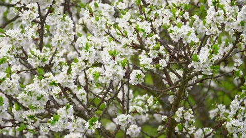 Blooming cherry, plum trees. Blooming apple tree. White flowers in spring. Be Stock Footage 152582399