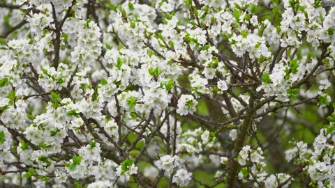 Blooming cherry, plum trees. Blooming apple tree. White flowers in spring. Be Stock Footage 152582461