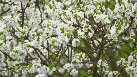 Blooming cherry, plum trees. Blooming apple tree. White flowers in spring. Be Stock Footage 152582505