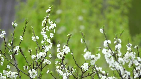 Blooming cherry, plum trees. Blooming apple tree. White flowers in spring. Be Stock Footage 152582598