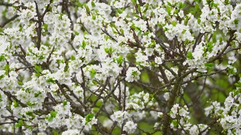 Blooming cherry, plum trees. Blooming apple tree. White flowers in spring. Be Stock Footage 152582794