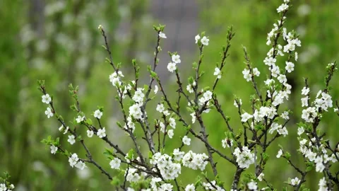 Blooming cherry, plum trees. Blooming apple tree. White flowers in spring. Be Stock Footage 152582808