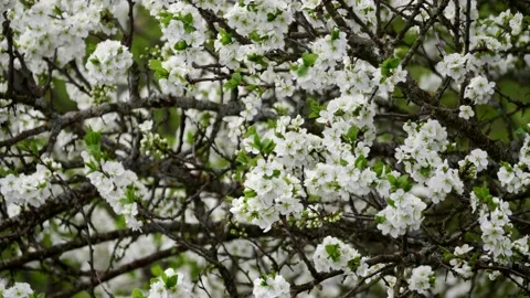 Blooming cherry, plum trees. Blooming apple tree. White flowers in spring. Be Stock Footage 152582945
