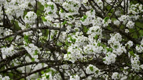 Blooming cherry, plum trees. Blooming apple tree. White flowers in spring. Be Stock Footage 152583118