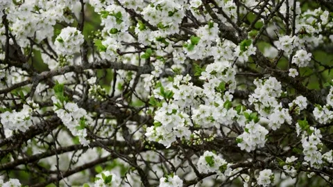 Blooming cherry, plum trees. Blooming apple tree. White flowers in spring. Be Stock Footage 152583186