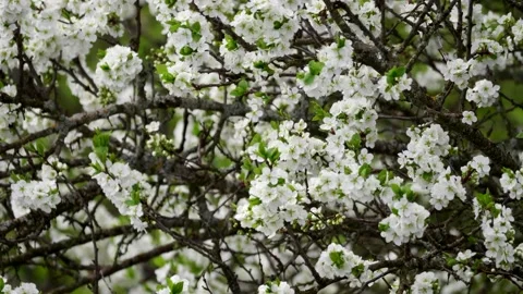 Blooming cherry, plum trees. Blooming apple tree. White flowers in spring. Be Stock Footage 152583440