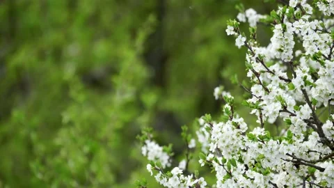 Blooming cherry, plum trees. Blooming apple tree. White flowers in spring. Be Stock Footage 152583560