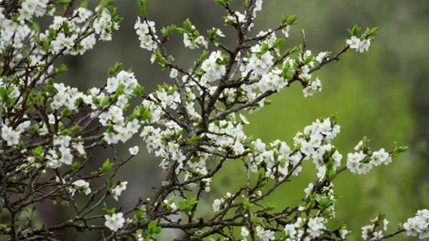 Blooming cherry, plum trees. Blooming apple tree. White flowers in spring. Be Stock Footage 152583632