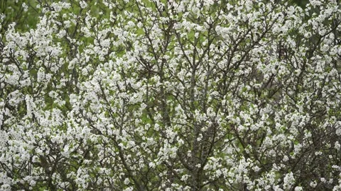 Blooming cherry, plum trees. Blooming apple tree. White flowers in spring. Be Stock Footage 152583927