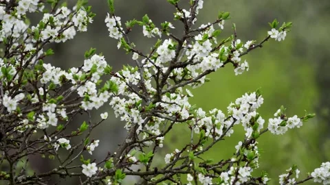 Blooming cherry, plum trees. Blooming apple tree. White flowers in spring. Be Stock Footage 152583944