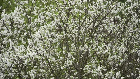 Blooming cherry, plum trees. Blooming apple tree. White flowers in spring. Be Stock Footage 152584099