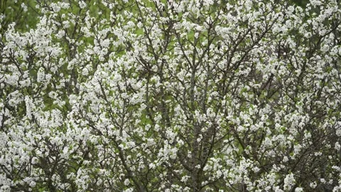 Blooming cherry, plum trees. Blooming apple tree. White flowers in spring. Be Stock Footage 152584153