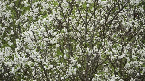 Blooming cherry, plum trees. Blooming apple tree. White flowers in spring. Be Stock Footage 152584276