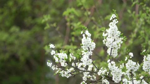 Blooming cherry, plum trees. Blooming apple tree. White flowers in spring. Be Stock Footage 152584441