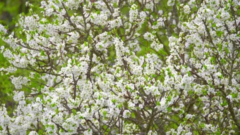 Blooming cherry, plum trees. Blooming apple tree. White flowers in spring. Be Stock Footage 152584689