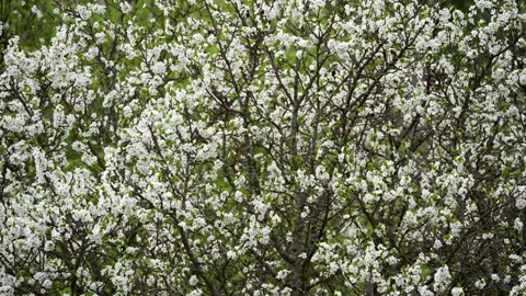 Blooming cherry, plum trees. Blooming apple tree. White flowers in spring. Be Stock Footage 152584861