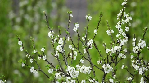 Blooming cherry, plum trees. Blooming apple tree. White flowers in spring. Be Stock Footage 152584872