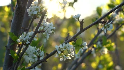 Blooming cherry. Quiet spring evening. Close-up Video stock 130503348