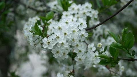 Blooming cherry in the rays of the setting sun. Stock Footage 154273675