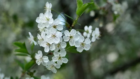 Blooming cherry in the rays of the setting sun. Stock Footage 154273970