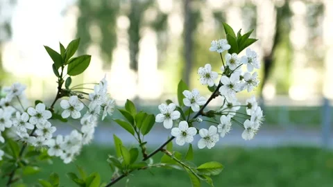 Blooming cherry in the rays of the setting sun. 動画素材 154273981
