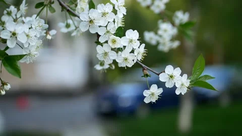Blooming cherry in the rays of the setting sun. Stock-Footage 154274334