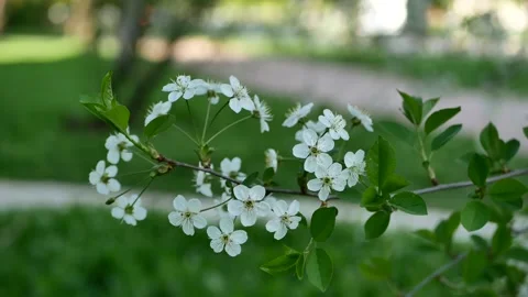 Blooming cherry in the rays of the setting sun. Stock Footage 154298355