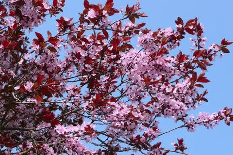 Blooming cherry (sakura) Stock Photos