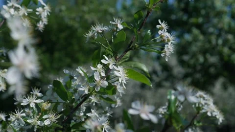 Blooming Cherry in Spring 02 스톡 동영상 130905195