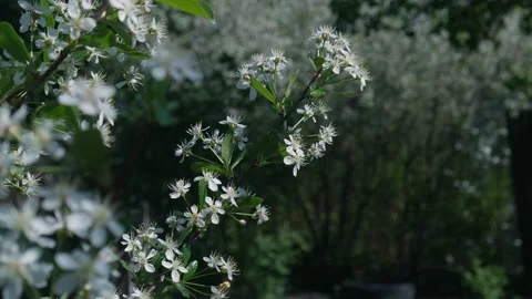 Blooming Cherry in Spring 03 스톡 동영상 130905197