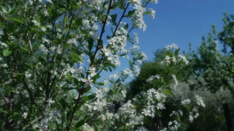Blooming Cherry in Spring 04 스톡 동영상 130905196