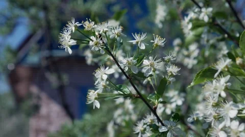 Blooming Cherry in Spring 스톡 동영상 130905289