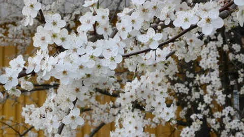 Blooming cherry in spring Stock Footage 151539201