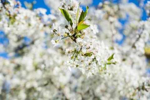 Blooming cherry in the spring garden. Bloom close up. White flowers of cherry Stock Photos