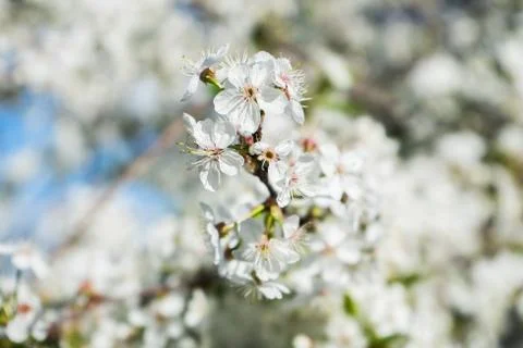 Blooming cherry in the spring garden. Bloom close up. White flowers of cherry Stock Photos