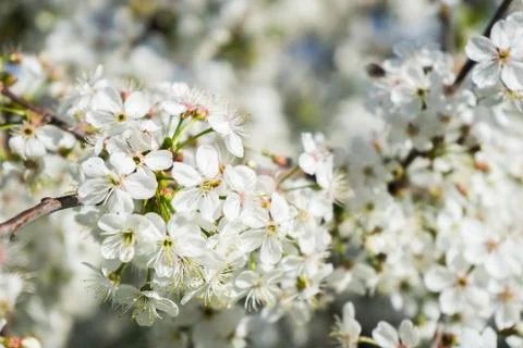 Blooming cherry in the spring garden. Bloom close up. White flowers of cherry Stock Photos